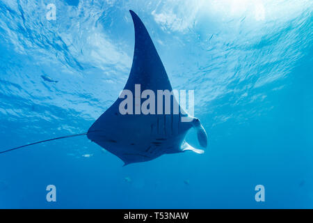 Nahaufnahme eines riesigen Mantarochen, Mobula alfredi, fliegendes tropisches blaues Wasser Stockfoto