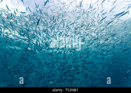 Unter Blick auf eine riesige Schulen von Barakudas Fische Stockfoto