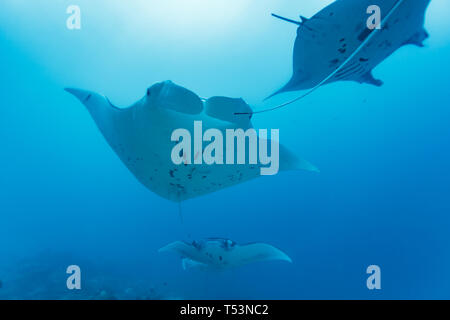 Unter der Seite von drei riesigen Mantarochen, Mobula alfredi, schwimmt in einem Paarungszug Stockfoto