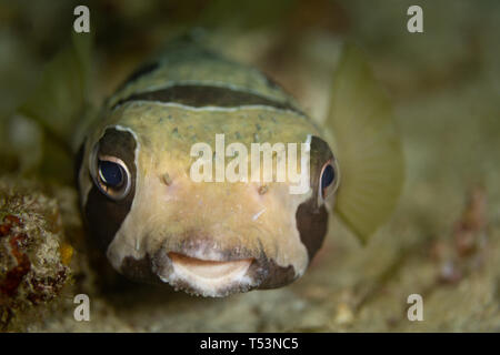 Nahaufnahme des Kopfes und des Gesichts des schwarz gefleckten Stachelschweins, Diodon liturosus, auch bekannt als Stachelschweinfische Stockfoto