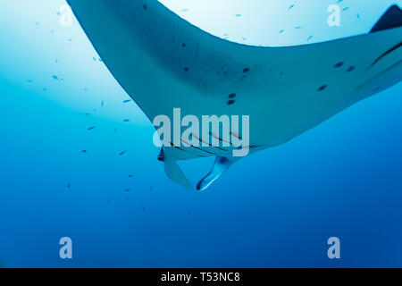 Detailansicht der Schattenseite eines riesigen ozeanischen Manta Ray oder devilfish, Manta birostris Stockfoto