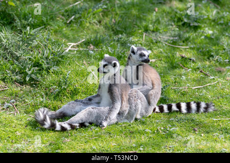 Zwei ring tailed Lemurs auf dem Rasen, während man sitzen pflegt die anderen, halten Sie Ausschau nach möglichen Gefahr Stockfoto