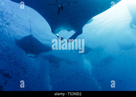 Schule von Mantarochen, Mobula alfredi, schwimmt durch Fischschwärme Stockfoto