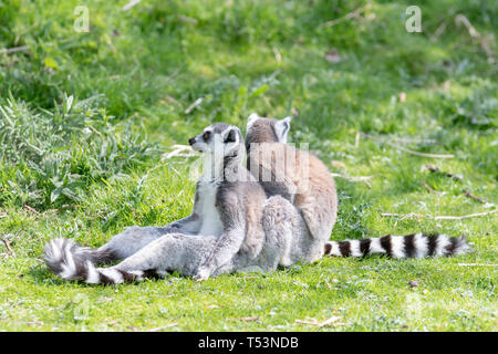 Zwei ring tailed Lemurs auf dem Rasen, während man sitzen pflegt die anderen, halten Sie Ausschau nach möglichen Gefahr Stockfoto