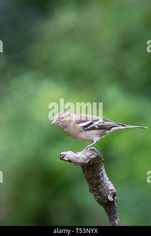 [Weibliche Buchfink Fringilla coelebs] auf Stick Stockfoto