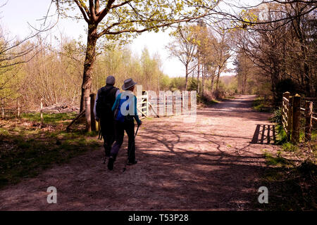 Die älteren aktiven Mann und Frau ramblers in West blean und thornden Woods Nature Reserve East Kent uk April 2019 Stockfoto