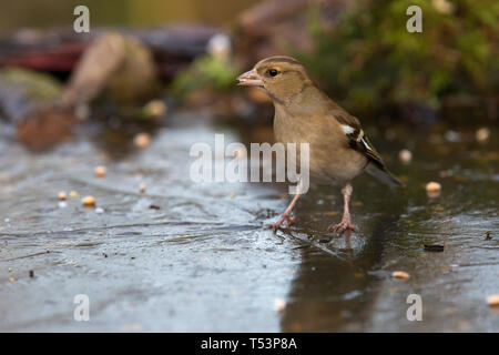 [Weibliche Buchfink Fringilla coelebs] essen Samen auf gefrorenen Teich Stockfoto