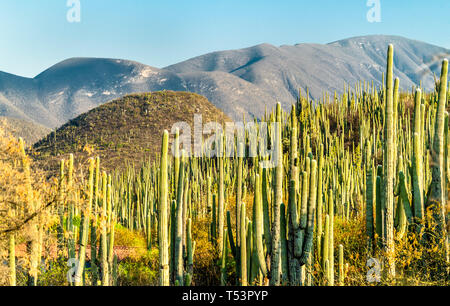 Tehuacan-Cuicatlan Biosphärenreservat in Mexiko Stockfoto