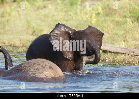 Nahaufnahme von zwei Elefanten, Loxodonta africana, in den Fluss trinken und baden, darunter ein Baby Stockfoto