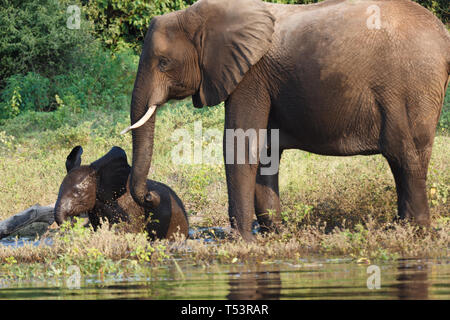 Nahaufnahme von zwei Elefanten, Loxodonta africana, Mutter und Baby, im Fluss trinken und baden Stockfoto