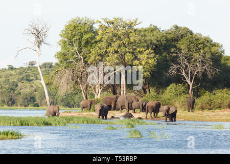 Herde von Elefanten mit jungen Elefanten stehen am Rande von Trinkwasser während einige trocknen weg in der Nähe von Wald, Loxodonta Africana Stockfoto