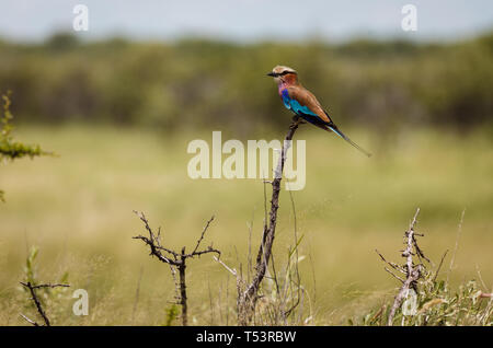 Nahaufnahme des hübschen roten throated Carmine Bienenfresser Merops nubicoides, coracias in der Bürste sitzen Stockfoto