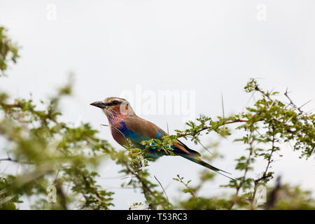 Nahaufnahme des hübschen roten throated Carmine Bienenfresser Merops nubicoides, coracias Sitzen auf dem Baum Stockfoto