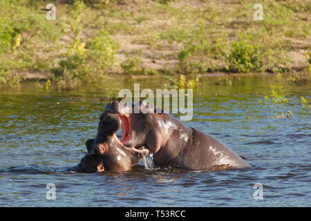 Nahaufnahme von zwei Nilpferde, Hippopotamus amphibius, mit offenen Mund spielen oder Kämpfen im Fluss Stockfoto