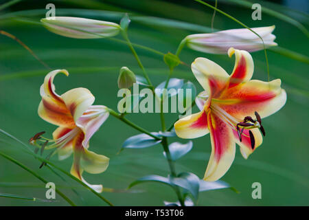 Ein Paar von Creme und Rosa Lilium, Stargazer Lilien Stockfoto