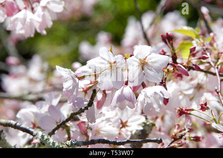 Kirschblüten auf Cherry Tree in den Wind. Die Kirschblüte ist eine Blume der mehrere Bäume der Gattung Prunus, besonders der Japanischen Kirsche, Stückpreis Stockfoto