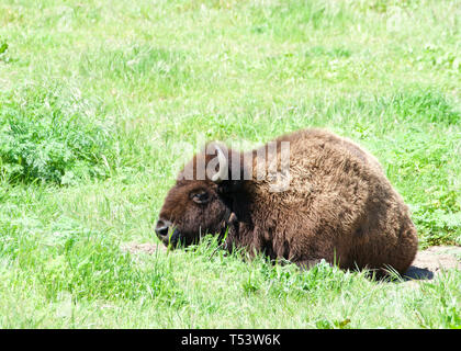 Bison Verlegung im grünen Gras an einem windigen Tag. Häufig auch als die American Buffalo oder einfach Büffel bekannt, durchstreiften einmal Nordamerika in weiten Stockfoto