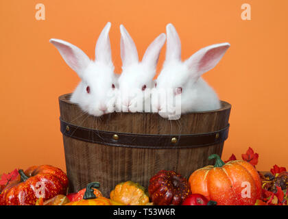 Holz- Schaufel mit drei weißen Albino baby Häschen, Peaking, Herbst Kürbis, Kürbisse und Blätter mit orangefarbenen Hintergrund. Stockfoto