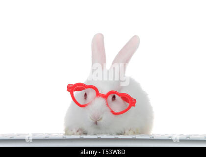 Porträt von einem entzückenden weissen Albino baby bunny Kaninchen tragen in Herzform rosa Brille, die Pfoten auf dem Computer Tastatur direkt an Viewer schauen, als ob l Stockfoto