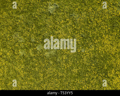 Antenne Szene von Gelben Wildblumen. Wiese Hahnenfuß (Ranunculus acris) blühen in den landwirtschaftlichen Grasland. Stockfoto