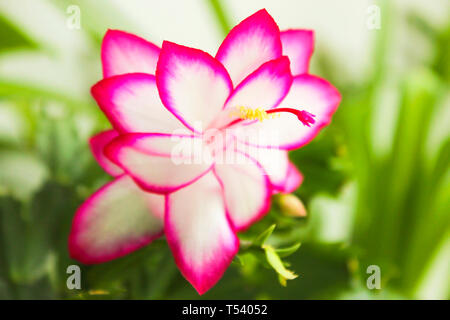 Rosa Blume Blüte Schlumbergera close-up auf Weiß Stockfoto