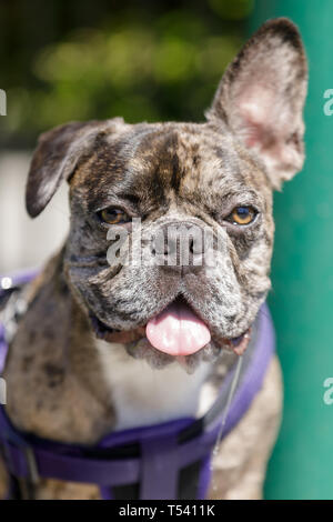 Brindle Frenchie männlichen Welpen Kopf mit einem Ohr und einem Ohr nach unten. Stockfoto