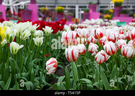 Rote und weiße Tulpen schließen - in den Niederlanden im Keukenhof Stockfoto