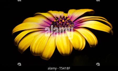 Osteospermum Kap Ringelblume/Regen Daisy Stockfoto