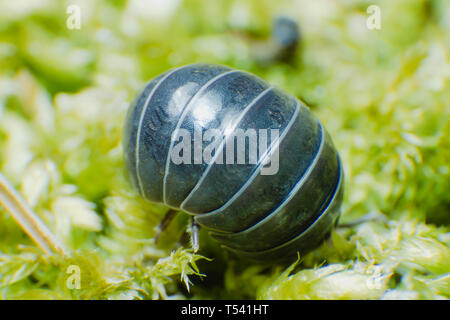 Pille bug Armadillidium vulgare Kriechen auf Moss grün Hintergrund in einer Kugel rollte Stockfoto