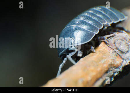 Pille bug Armadillidium vulgare Kriechen auf schwarzen Hintergrund Seitenansicht Stockfoto