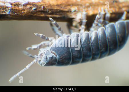 Pille bug Armadillidium vulgare Kriechen auf Zweig grauer Hintergrund auf den Kopf Stockfoto