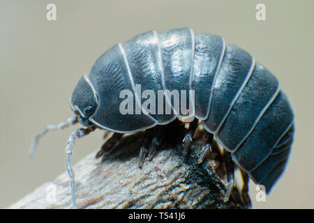 Pille bug Armadillidium vulgare Kriechen auf grauen Hintergrund Seitenansicht Stockfoto