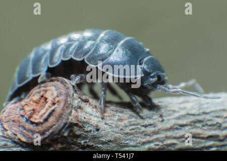 Pille bug Armadillidium vulgare Kriechen auf grauen Hintergrund Seitenansicht Stockfoto