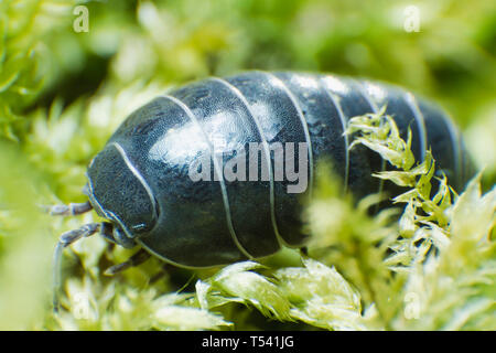 Pille bug Armadillidium vulgare Kriechen auf Moss grün Hintergrund Nahaufnahme Stockfoto