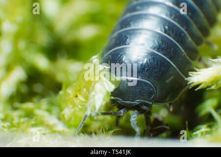 Pille bug Armadillidium vulgare Kriechen auf Moss grün Hintergrund Nahaufnahme Stockfoto