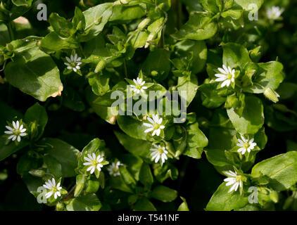 Vogelmiere (Stellaria media), Warwickshire, Großbritannien Stockfoto