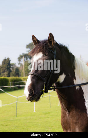 Higham, Kent, Großbritannien. Ein piebald Cob X stehend in einem Feld mit Ohren spitzte suchen. Stockfoto