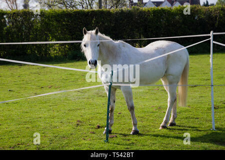 Kent. UK. Ein Welsh B Pony steht hinter elektrische Fechten für die Zwecke der Verwaltung Stockfoto