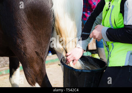 Higham, Kent, Großbritannien. Ein Pferd mit seinem Schwanz durch seine Eigentümer auf eine stabile Hof gewaschen. Stockfoto