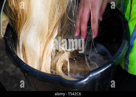 Higham, Kent, Großbritannien. Ein Pferd mit seinem Schwanz durch seine Eigentümer auf eine stabile Hof gewaschen. Stockfoto