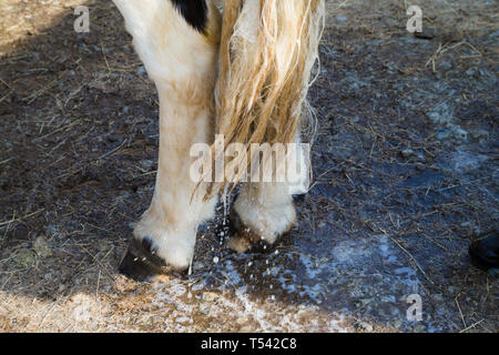 Higham, Kent, Großbritannien. Ein Pferd mit seinem Schwanz durch seine Eigentümer auf eine stabile Hof gewaschen. Stockfoto