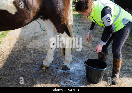 Higham, Kent, Großbritannien. Ein Pferd mit einem seiner Beine auf eine stabile Yard von seiner Besitzerin gewaschen. Stockfoto