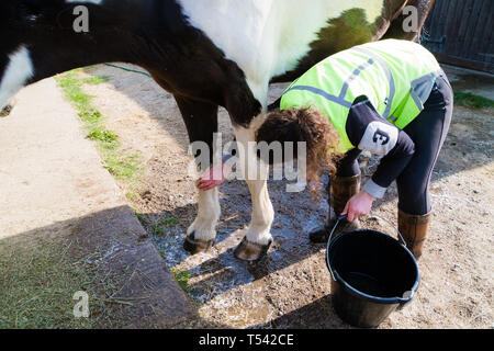 Higham, Kent, Großbritannien. Ein Pferd mit einem seiner Beine auf eine stabile Yard von seiner Besitzerin gewaschen. Stockfoto