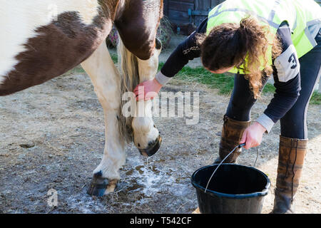 Higham, Kent, Großbritannien. Ein Pferd mit einem seiner Beine auf eine stabile Yard von seiner Besitzerin gewaschen. Stockfoto