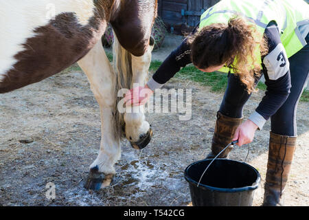 Higham, Kent, Großbritannien. Ein Pferd mit einem seiner Beine auf eine stabile Yard von seiner Besitzerin gewaschen. Stockfoto