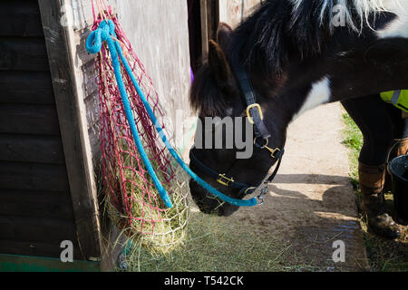 Kent. UK. Ein piebald Cob X Pferd essen Heu von einem Haynet. Stockfoto