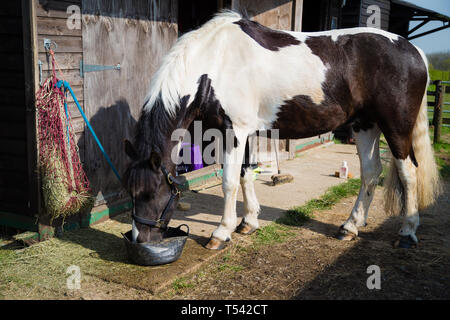 Kent. UK. Ein piebald Cob X Pferd essen Heu von einem Haynet. Stockfoto