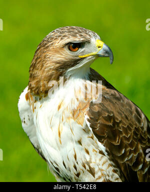 Red-Tailed-bussard Lateinischer Name Buteo jamaicensis Rassen in Nordamerika Stockfoto