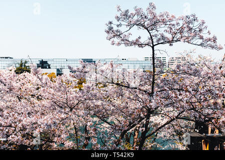 Blick von Hiroshima Castle zu Cherry Blossom Bäume Stockfoto