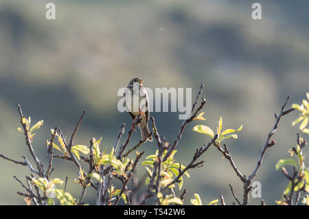 Männliche Corn Bunting (Miliaria calandra) singen in einem Baum Stockfoto